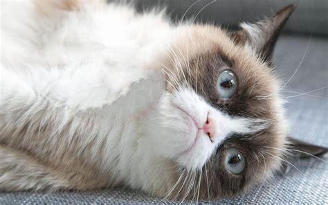 Grumpy Cat From Meme To Millionaire Business Fameable