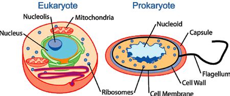 Cells are microscopic building blocks of unicellular and multicellular living organisms. Nukleoid - Wikipedie