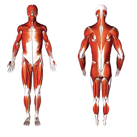 The muscles are connected with the bones. Anatomy Pictures Muscles And Bones Pdf Downloads - Human ...