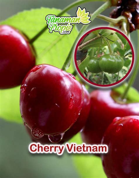 Jual Bibit Tanaman Cherry Vietnam Manis Mudah Berbuah