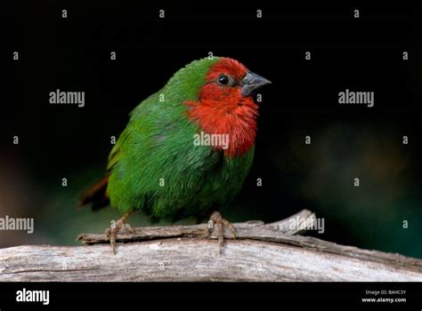 Red Breasted Parrot Finch Erythrura Psittacea Stock Photo Alamy