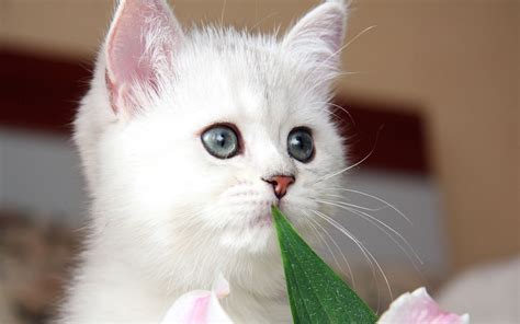 Cute Kittens HD Wallpapers High Definition Free Background