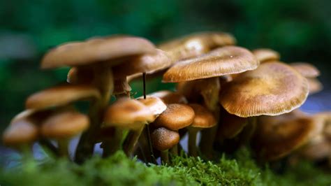 The Health Benefits Of Honey Mushrooms