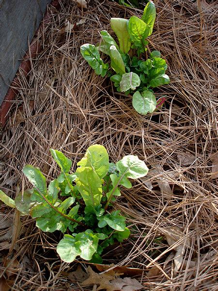 Growing Arugula Bonnie Plants