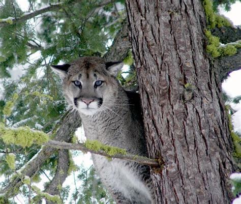 Rare Attack Cougar Kills Bicyclist Near North Bend Kuow News And Information