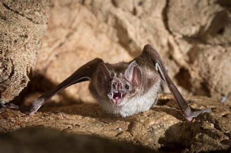 Vampire Bats Practise Social Distancing When They Feel Ill New Scientist