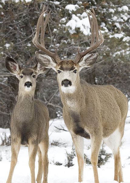 What Is The Difference Between Whitetail And Mule Deer Pediaacom