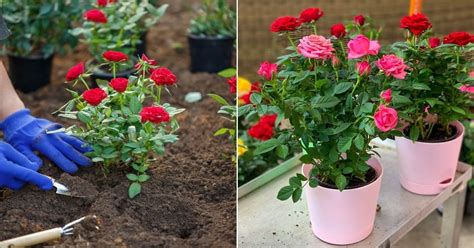 How To Grow Rose Plant Learn Simple Tips From A Gardening Expert