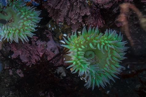 Sea Anemone Low Tide On The Pacific Coast Mike Sheahan Flickr