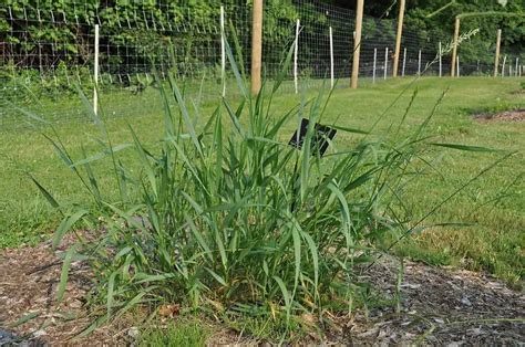 Crabgrass Vs Quackgrass How To Tell The Difference And Which Is Worse