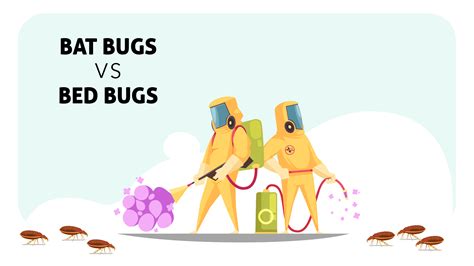 Bat Bugs Vs Bed Bugs Whats The Difference Insight Pest Solutions