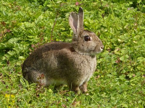 Rabbit 2a | This rabbit bounded into the clearing in the scr… | Flickr