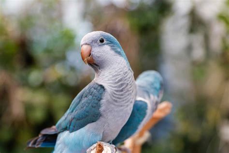 8 Top Blue Parrot Species To Keep As Pets