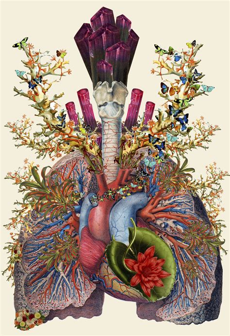 Adore Anatomical Heart And Lung Collage By Bedelgeuse For The Mosaic