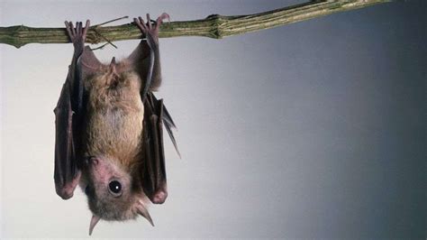 These Are The Most Common Misconceptions About Bats Breakfast Television