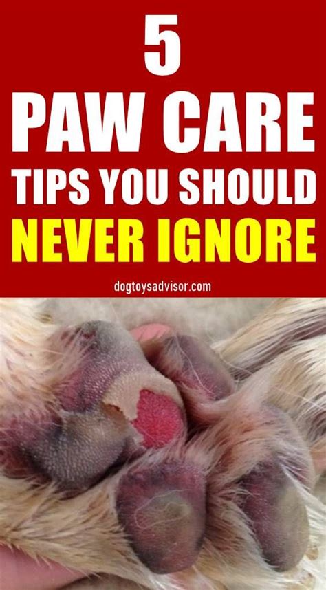 5 Paw Care Tips Every Dog Owner Must Know Paw Care Dog Paw Pads