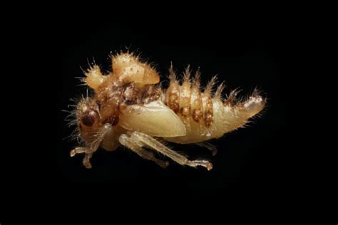 Tree Hopper Nymph Membracidae Macroscopic Solutions Inspiring