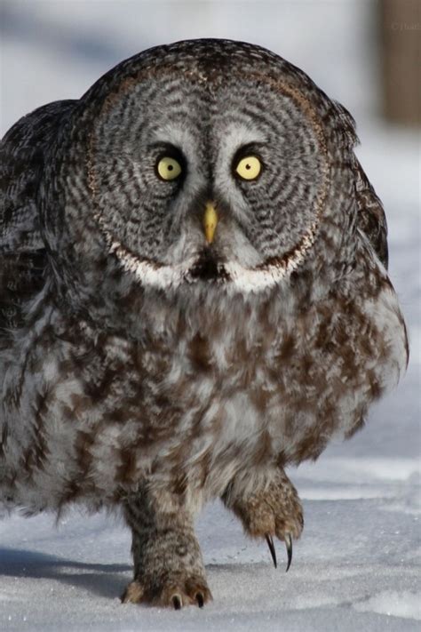 Great Grey Owl On Tumblr