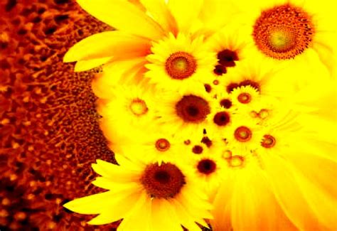 Fondo De Escritorio Flores Girasol Amarillos 🔥 Imagen