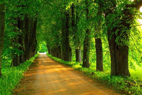 Tree Lined Dirt Road