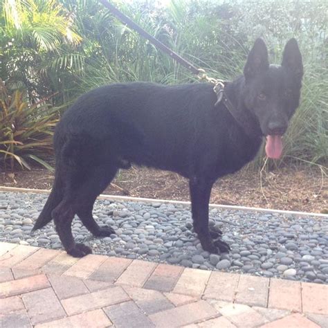 Czech Import Black German Shepherd Male For Stud In North Missisipi