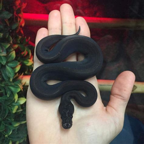 Black Ball Python Ball Python Pet Snake Baby Snakes