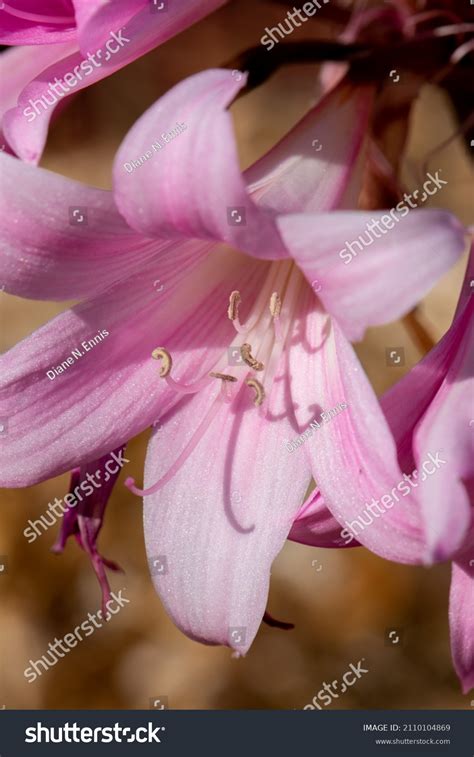 Naked Lady Lily Called Belladonna Amaryllis Stock Photo Shutterstock