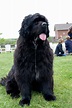 Newfoundland Dog Breed » Information, Pictures, & More