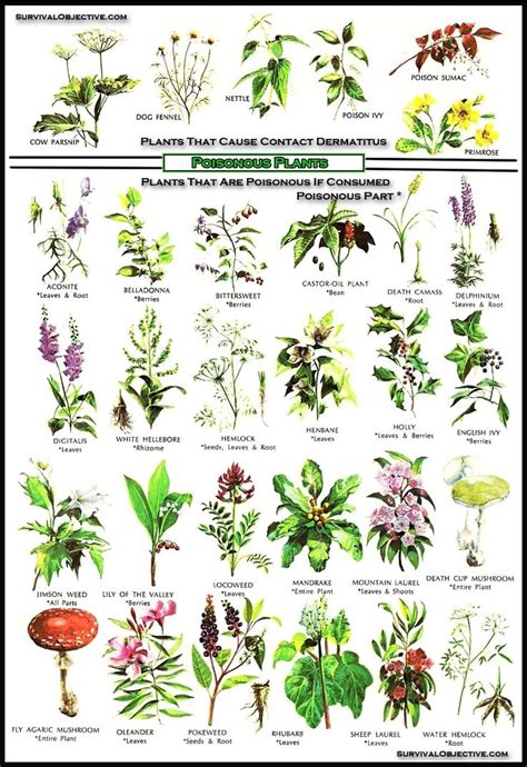 Poisonous Plants Home Graphic Printable List And Charts Pinterest