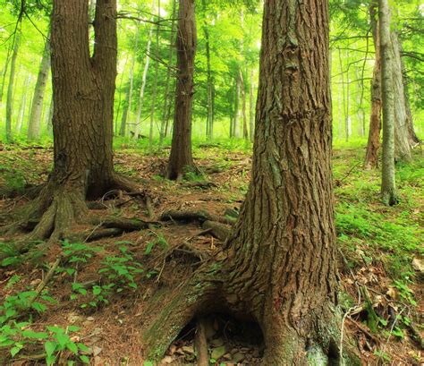 Free Images Tree Wilderness Branch Trunk Bark Jungle Trees