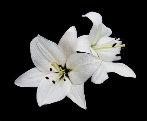 White Lily On Black Background Stock Image Image Of Love Pattern