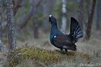 Tjäder / Capercaillie | Focusing on Wildlife