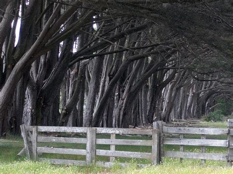 Cypress Trees And Fence California Travel San Francisco Travel