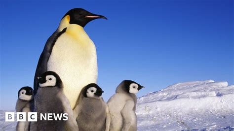 Hungry Penguins Help Keep Car Code Safe Bbc News