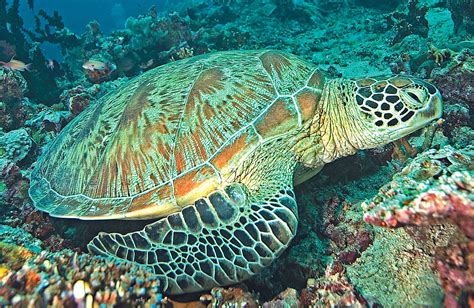 Or book now at one of our other 38788 great restaurants in montclair. An Interesting Dive Buddy: The Green Sea Turtle | Scuba ...