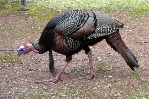 Today, the average turkey weighs around 30.5 pounds, almost twice as much as it did in the 1960s. Wild Turkeys- New Jersey Bird Photos