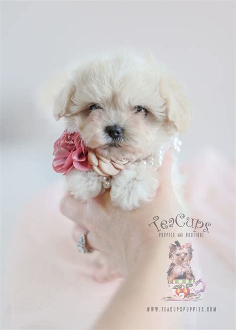 Maltipoo Puppy For Sale 050 Teacup Puppies Teacup Puppies And Boutique