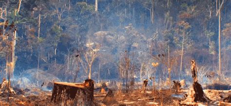 4 Reasons To Tell Hsbc Stop Funding Forest Destruction Greenpeace Uk