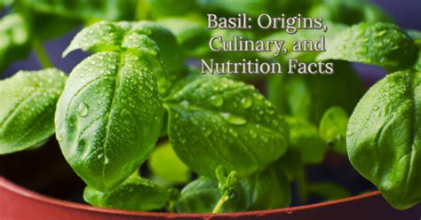 Basil Origins Culinary And Nutrition Facts Vegan Daydream