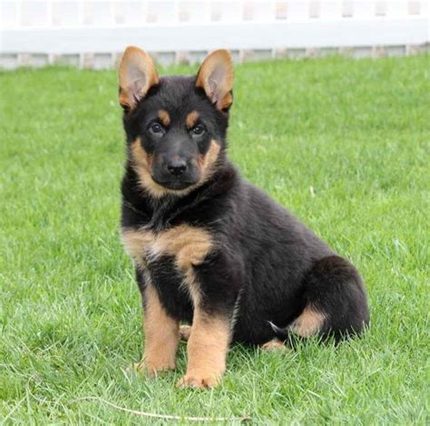 German Shepherd Puppies For Sale In Nj Craigslist Petsidi