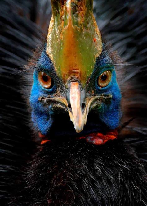 Ugly Birds 24 Ugliest Birds In The World Photos Videos