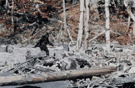 Why The Patterson Gimlin Bigfoot Film Should Concern Scholars Of Human