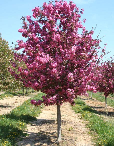 Free shipping on orders over $99 with arrive alive guarantee from the tree center. Malus 'Cardinal' Crabapple | Crabapple tree, Trees for ...