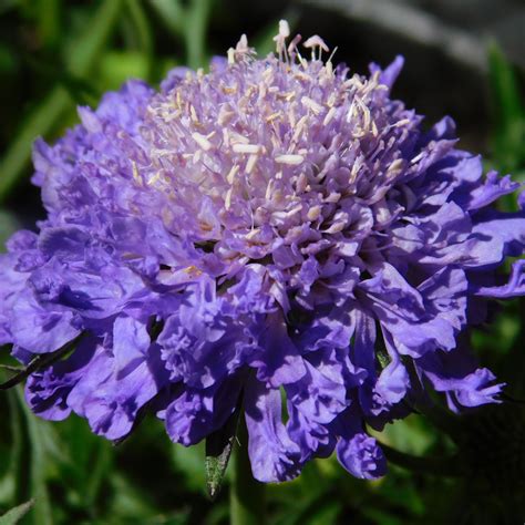 Scabiosa Japonica Blue Note Leafwise
