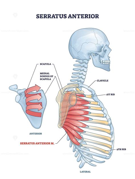 Serratus Anterior Muscle With Anatomical Skeletal Ribcage Model Outline