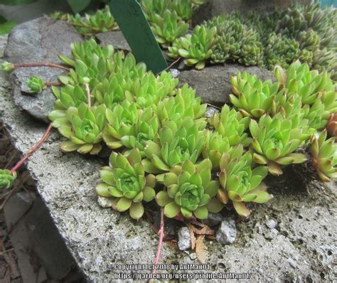 Photo Of The Entire Plant Of Hen And Chicks Sempervivum Alluring