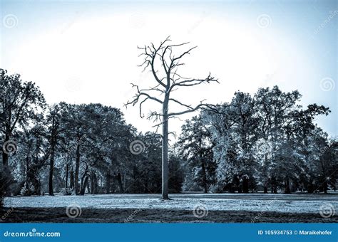 Lonely Dead Tree Art Nature Stock Image Image Of Branch Bare 105934753