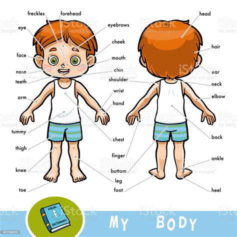 A wooden ball on a table; Visual Dictionary For Children About The Human Body My Body Parts For A Boy Stock Illustration ...