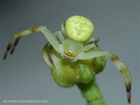 my shot gallery of bengkulu crab spider on a mango flower diaea sp