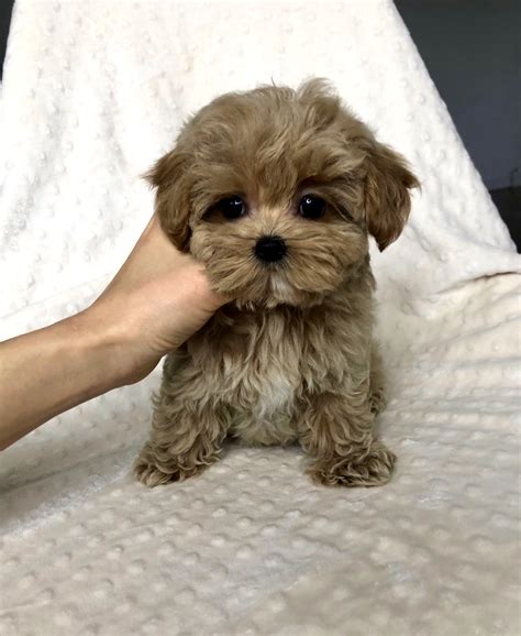 Although the maltipoo isnt recognized by the akc, theyre one of the most popular dog breeds in america! Teddy Bear Red Apricot Teacup Maltipoo Puppy Los angeles | iHeartTeacups